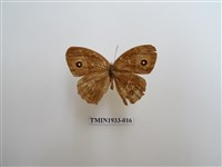 藏品(小眉眼蝶)的圖片